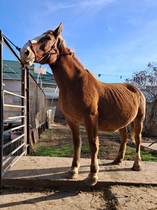 Буаз бие сатылады