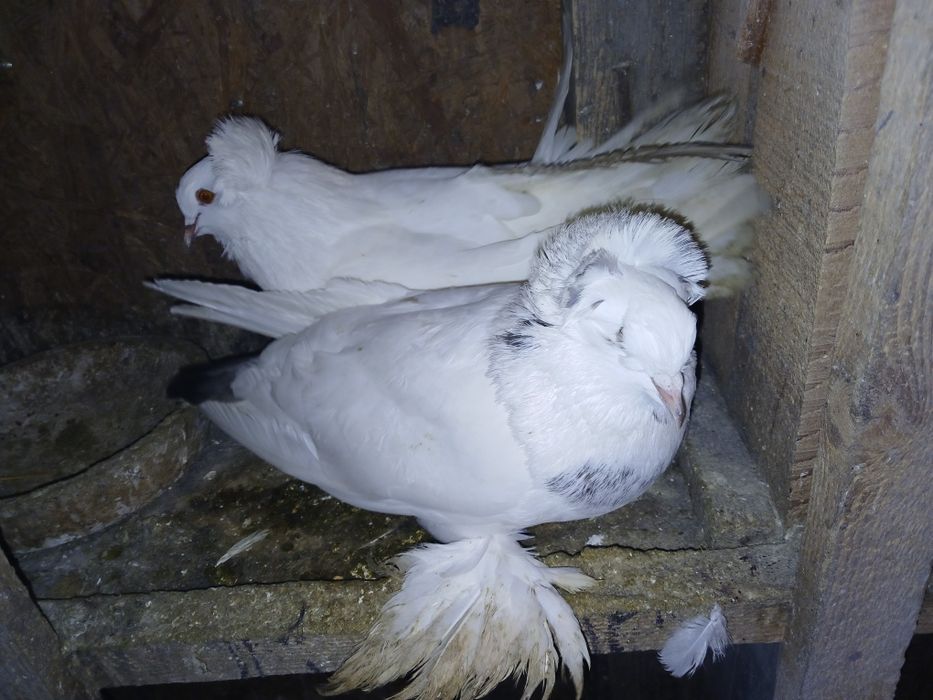 Porumbei de ornament