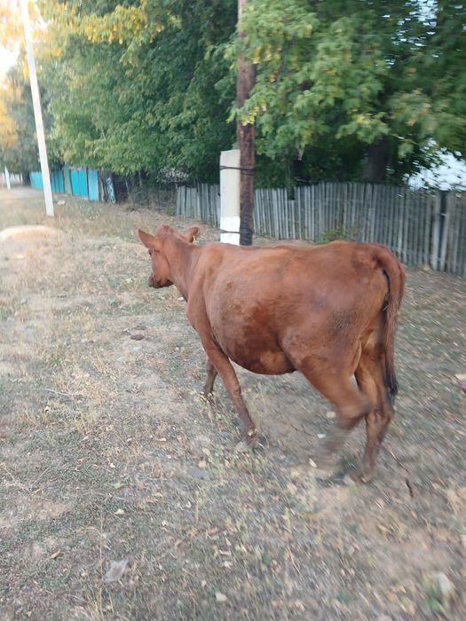 Продается стельная корова