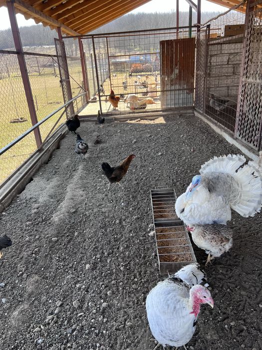 Gaste, gaini, rate, curci