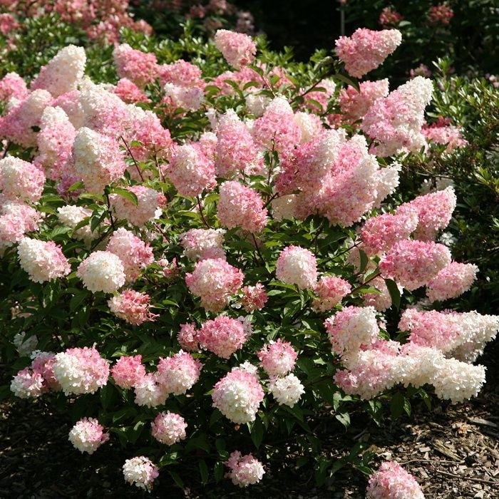 Hortensie cu floare rosie roz albastra alba Hydrangea paniculata