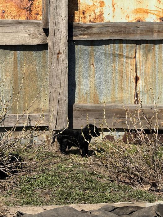 Отдам щенков в хорошие руки