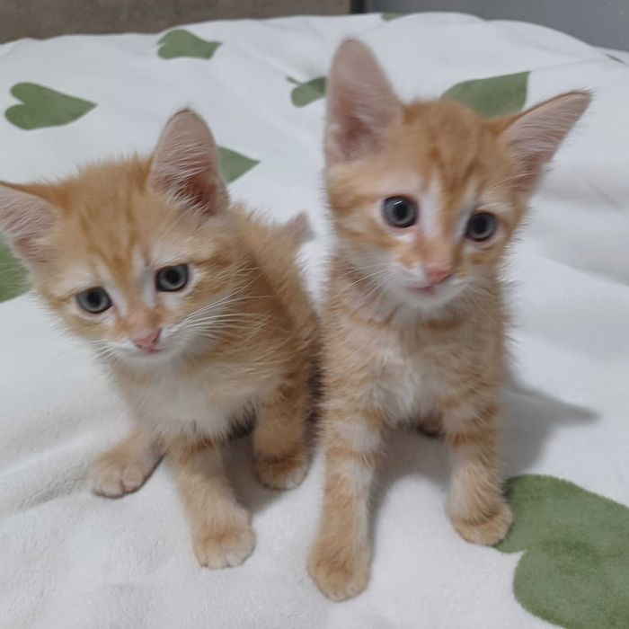 Отдам даром-котят!