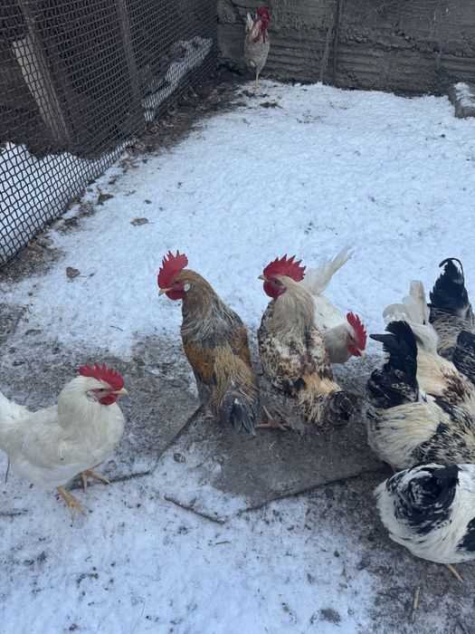 Продам питухов. .