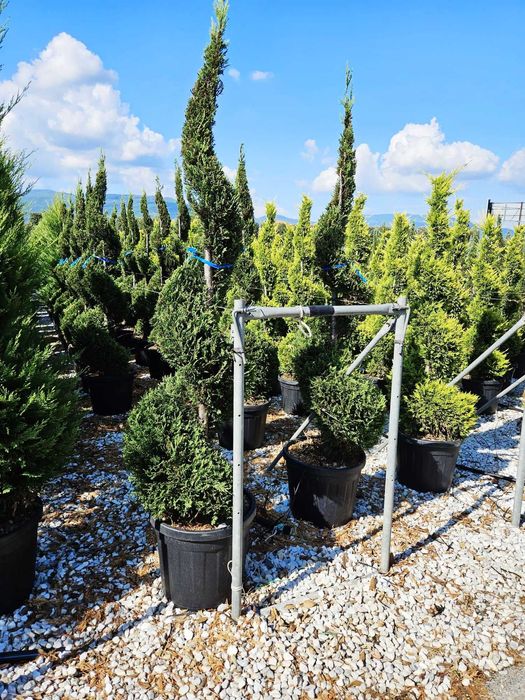 Plante ornamentale Tuia Spirala , Brad argintiu