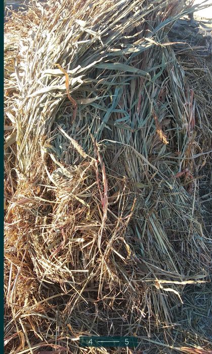 Molar uchun ot Govish sotiladi.