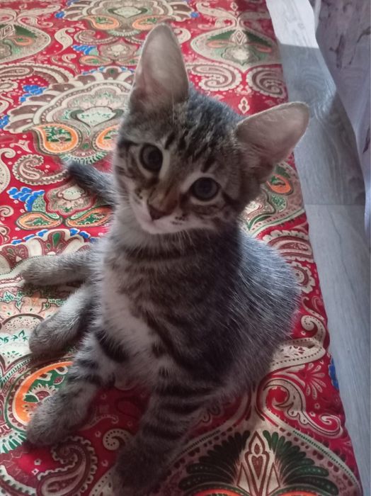 Отдам котенка в добрые руки
