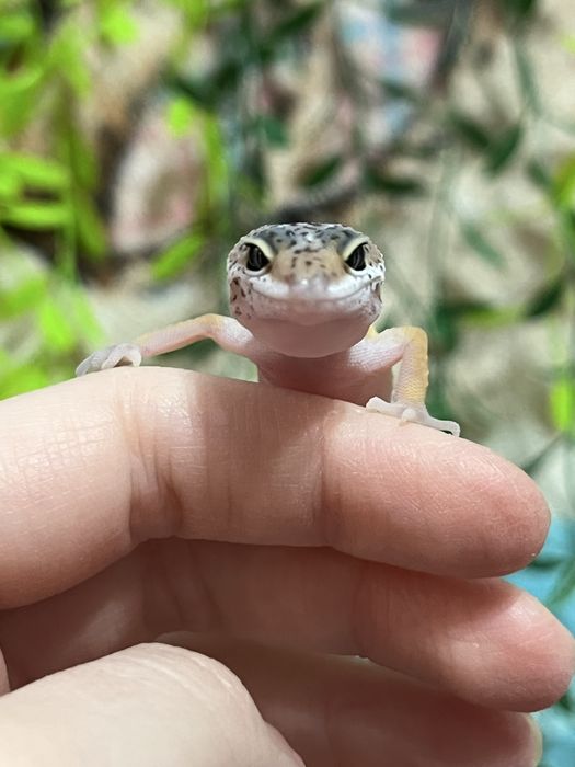 Эублефары гекконы (ящерица,геккон)