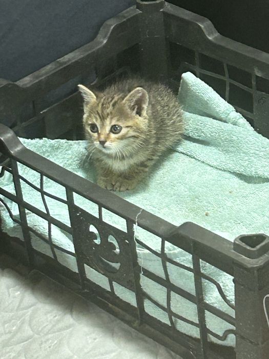 Отдам котенка девочка