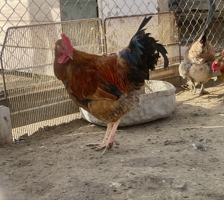 Атещ тер сатылады