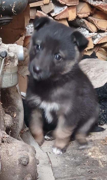 Срочно!щенки щенки