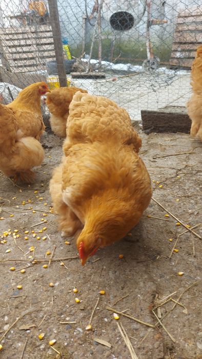 Ouă disponibile Găini de rasa