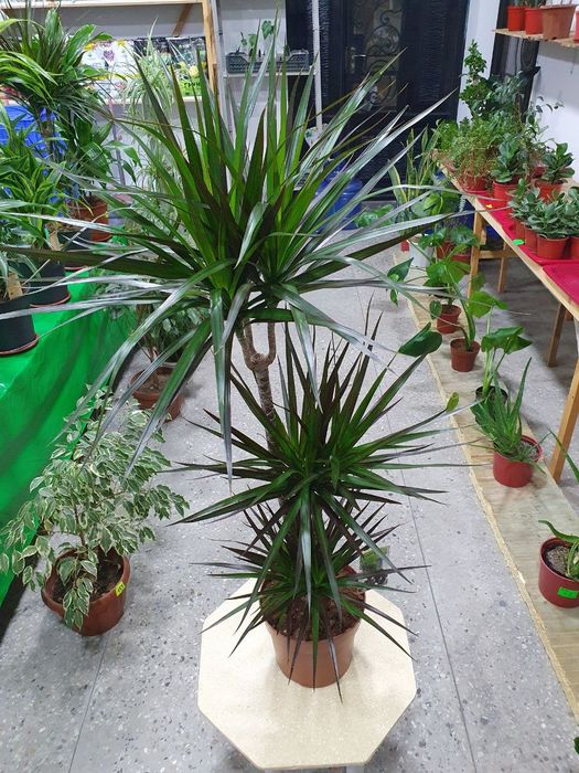 Drasena Magenta [Драцена Магента]