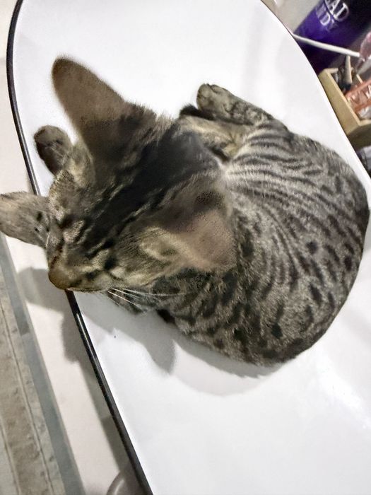 Мне нужен кот для вязки с кошкой