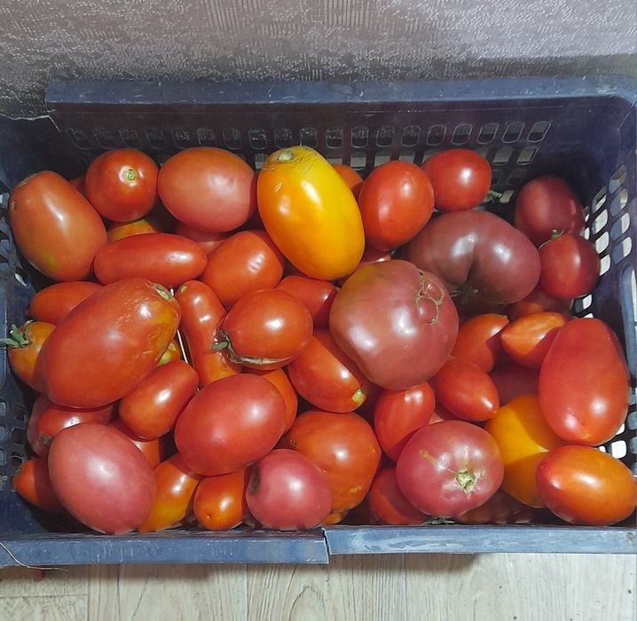 Продаю дачные помидоры  для засолки