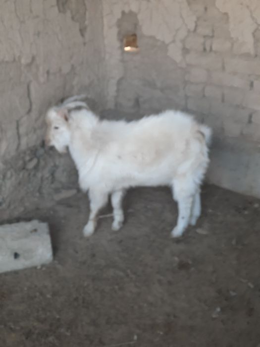 Козел и козлиха (орыс ешки)