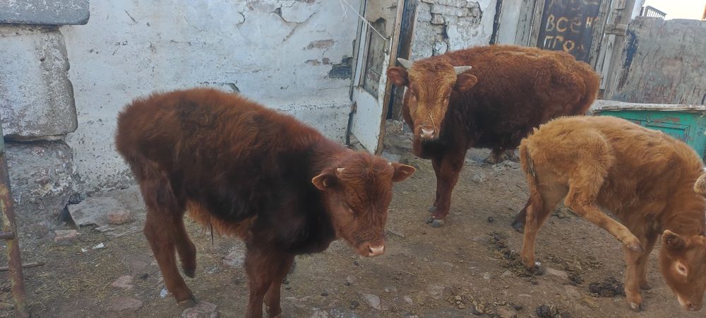 Продам бычков подсосных