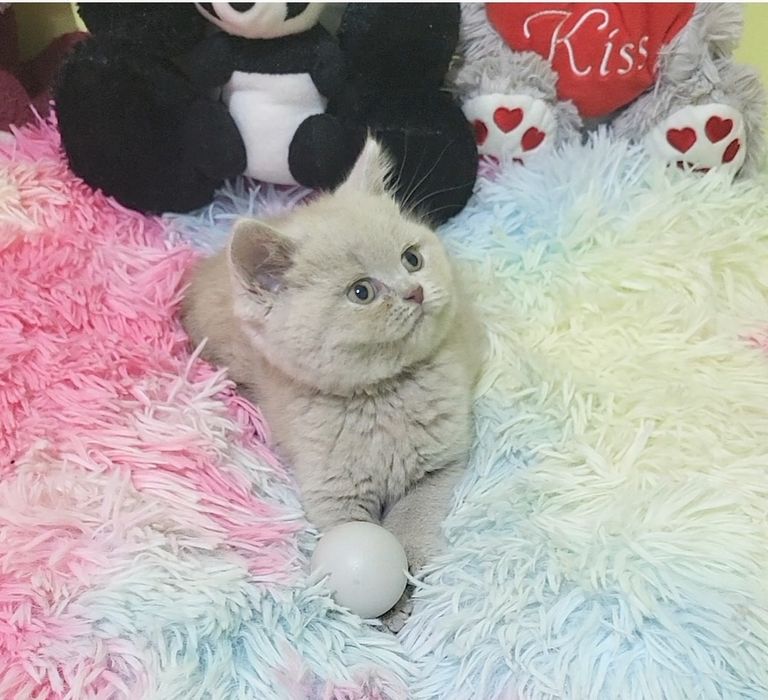 British shorthair
