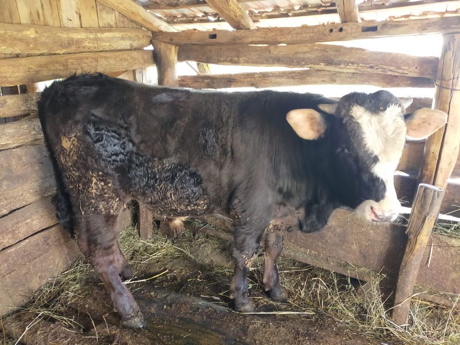 Oi,miei,noatini,Berbeci