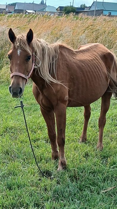 Минет кезінде ауызға сперме