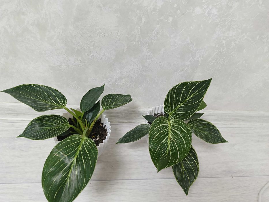 Филодендрон Биркин (Philodendron Birkin)