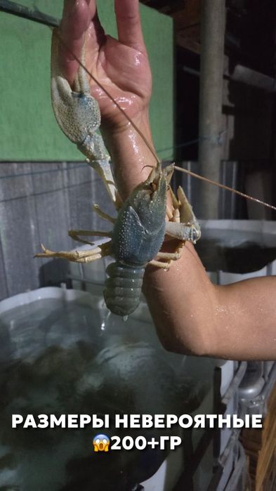 Раки живые и Варёные доставка