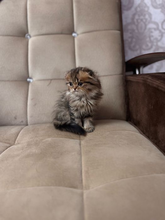 Продаются срочно скоттиш фолд мальчики