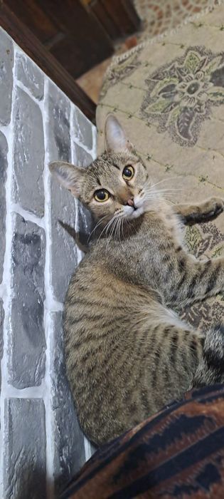 Пропала кошка в мкр. Кулагер