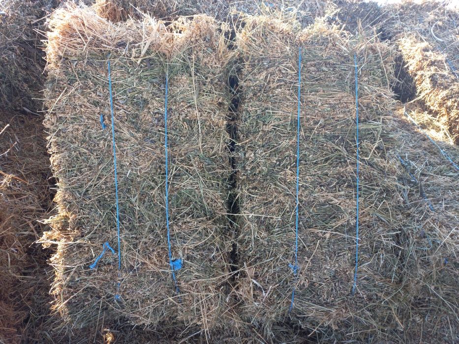 Vând baloti de lucerna