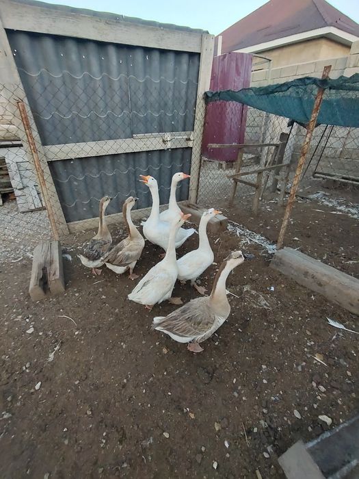 Гуси(қаздар) сатылады