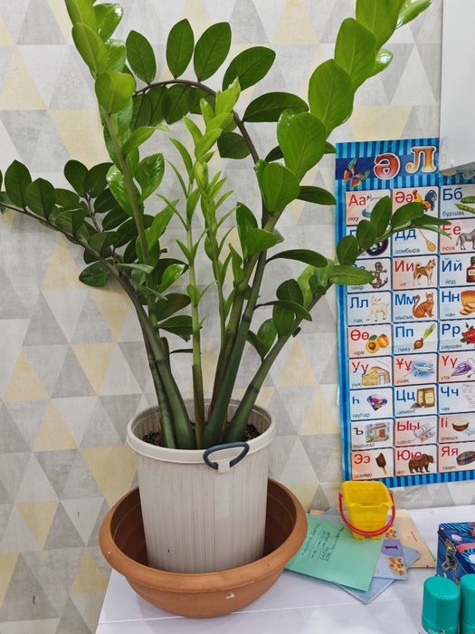 Продам растения комнатные