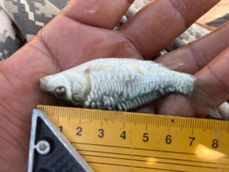 Сеголетки зеркального карпа