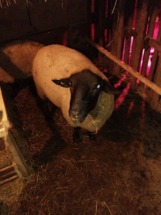 Berbec Sufolk la a doua montă