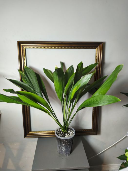 Аспидистра в продаже.