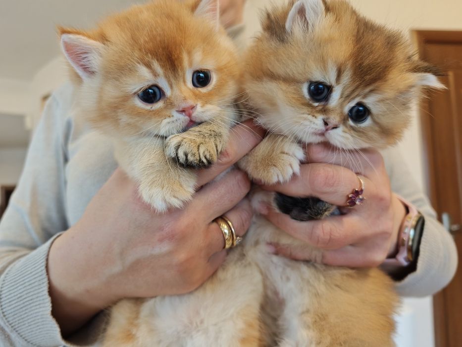 Котенца Британчета