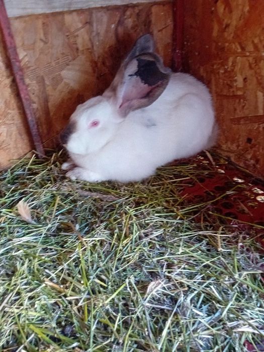 Uriaș de Transilvania