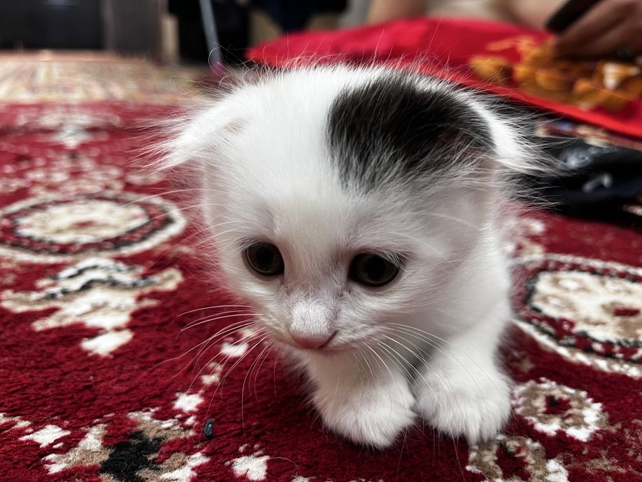 Scottish Fold, oʻgil bola