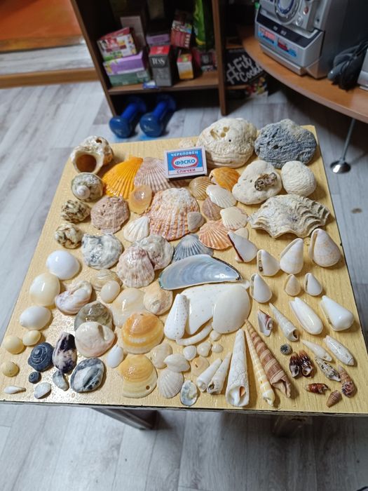 Продаются ракушки.