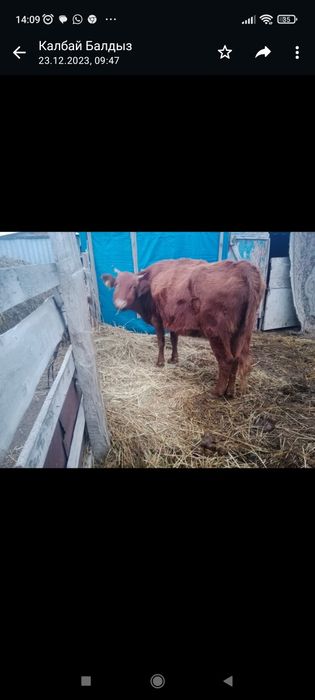 Сиыр сатылады, бағасы келісімді