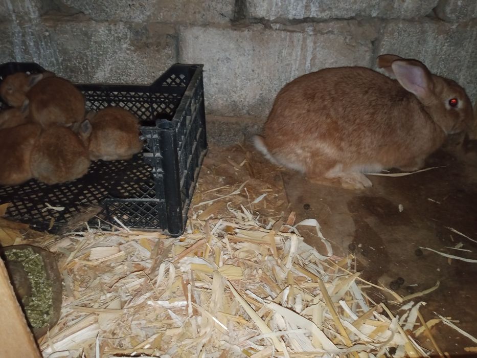 Quyon sotiladi 50kunli,2-3oyli har-hil quyon