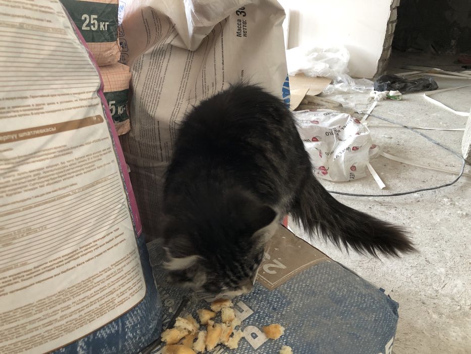 Домашний кот