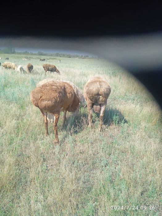 Семіз Қойлар  сатылады