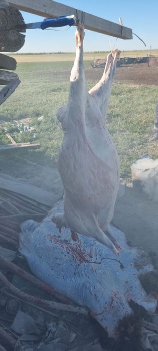 Семіз ірі койлар сатылады