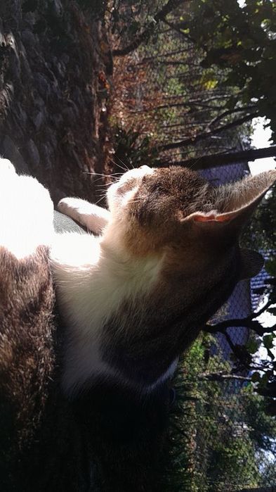 Pisoi/ motan spre donatie