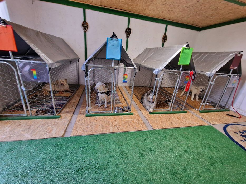 Cazare / Pensiune câini si animale de companie.