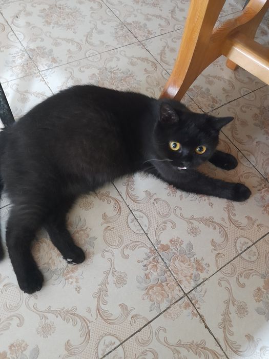 Скотиш мушук бервораман