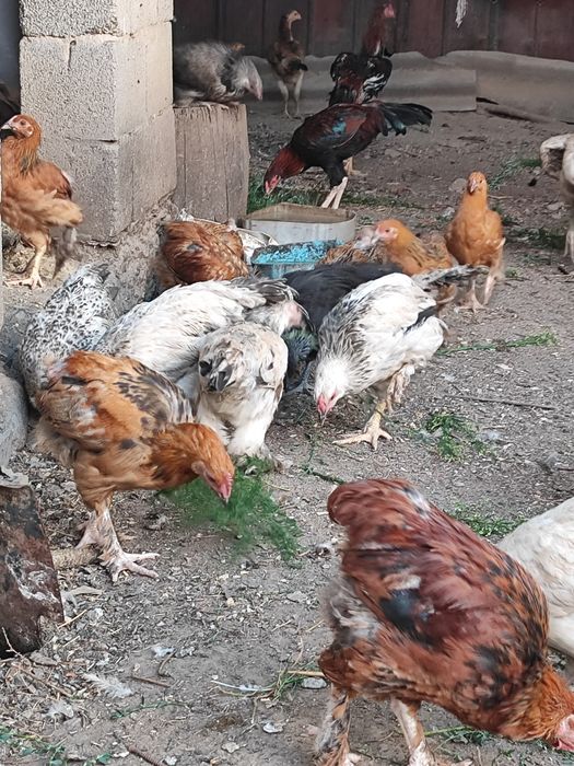 Продам домашних цыплят и курей,