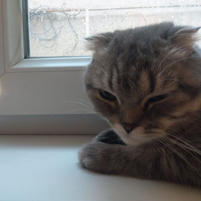 Кошка 5 месяц породные шотландский