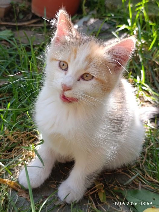 Котята ищут своих людей