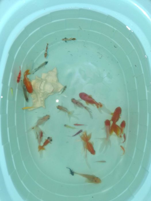 Аквариум с рыбами